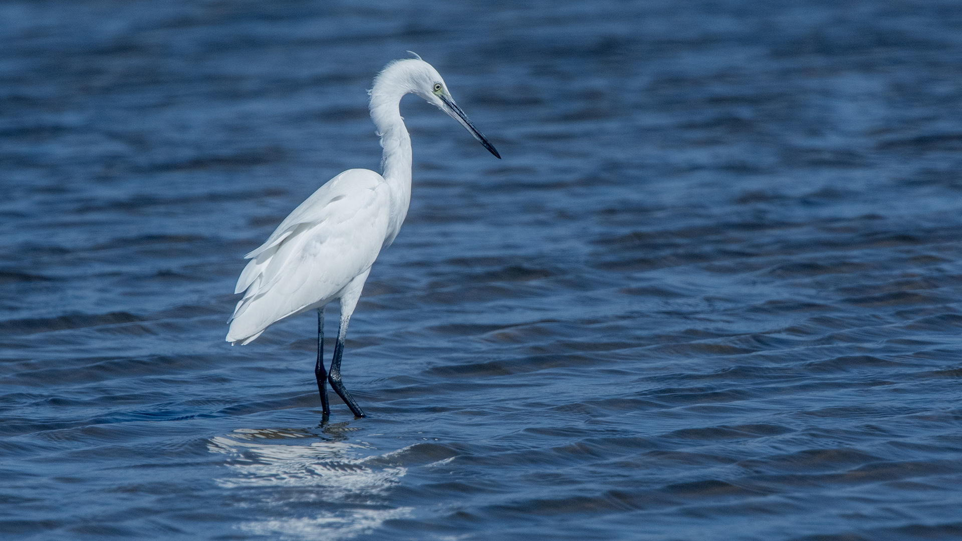 Little Egret